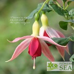 Fuchsia 'Celia Smedley'