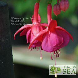 Fuchsia 'Welsh Dragon'