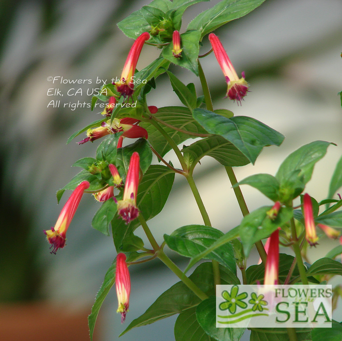 Cuphea Hummingbird s Lunch Hummingbird s Lunch Cuphea Cuphea Hummingbird s Lunch Hummingbird s Lunch Cuphea