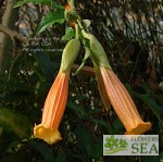 Brugmansia vulcanicola 'Zunac'