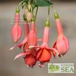 Fuchsia 'Fred Swales'