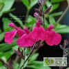 Salvia greggii 'Raspberry'