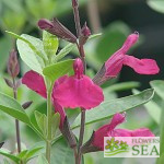 Salvia microphylla 'Heatwave Brilliance'