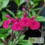 Salvia x 'Elk Smokey Grape'