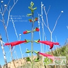 Salvia henryi