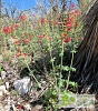 Salvia henryi