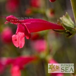 Salvia henryi