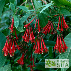 Fuchsia boliviana