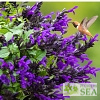 Salvia BODACIOUS 'Hummingbird Falls'