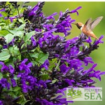 Salvia BODACIOUS 'Hummingbird Falls'