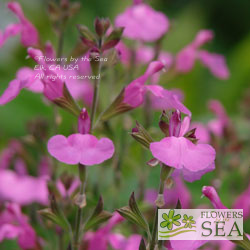 Salvia x 'Elk Xanadu'