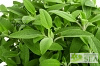 Salvia officinalis 'Growers Friend'