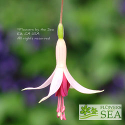 Fuchsia 'Galfrey Lye'