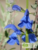 Salvia patens 'Guanajuato Seed Strain'