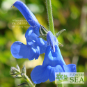 Salvia patens 'Guanajuato Seed Strain'