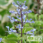 Plectranthus zuluensis