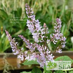 Plectranthus ciliatus 'Zulu Wonder'