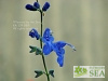 Salvia aff. S. sagittata 'Elk Giant Form'