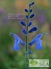 Salvia aff. S. sagittata 'Elk Giant Form'