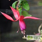 Fuchsia 'Queen Elizabeth'