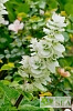 Salvia sclarea var turkestanica 'Vatican White'