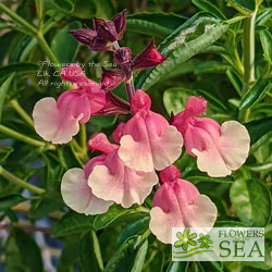 Salvia VIBE® 'Ignition Sunrise'