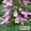 Salvia COOL Shocking Pink