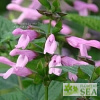 Salvia COOL Shocking Pink