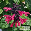 Salvia BODACIOUS 'Jammin Jazz'