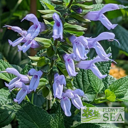 Salvia COOL Periwinkle