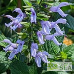 Salvia COOL Periwinkle