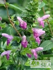 Salvia glabrescens 'Autumn Enchanter'