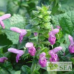 Salvia glabrescens 'Autumn Enchanter'