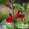 Salvia VIBE® 'Ignition Cranberry'