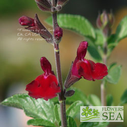 Salvia VIBE® 'Ignition Cranberry'