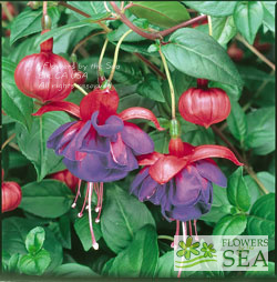 Fuchsia 'Blue Eyes'