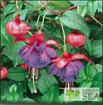 Fuchsia 'Blue Eyes'