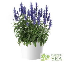 Salvia SALLYFUN™ Blue Lagoon