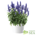 Salvia SALLYFUN™ Blue Lagoon
