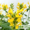 Agastache x 'Poquito Butter Yellow'
