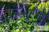 Salvia 'Indigo Spires'