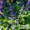 Salvia 'Indigo Spires'