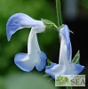 Salvia patens 'Dot's Delight Seed Strain'