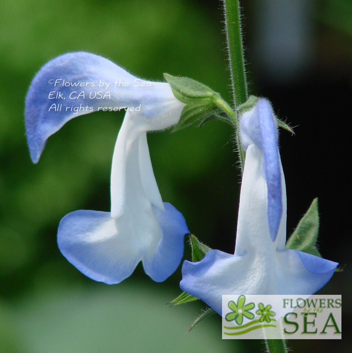 Salvia patens 'Dot's Delight Seed Strain'