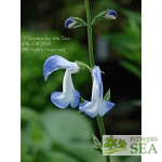 Salvia microphylla 'Variegata'