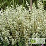 Salvia verticillata 'White Rain'