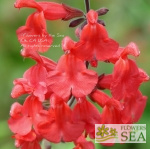 Salvia darcyi 'Pscarl' [Clone]