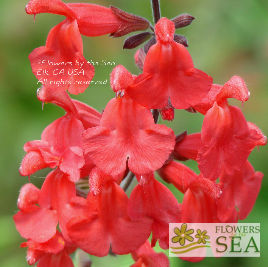 Salvia darcyi 'Pscarl' [Clone]