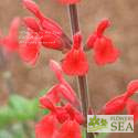 Salvia darcyi 'Pscarl' [Clone]
