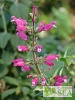 Salvia involucrata 'Bethellii'